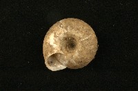 臺灣鱗盾蝸牛藏品圖，第2張
